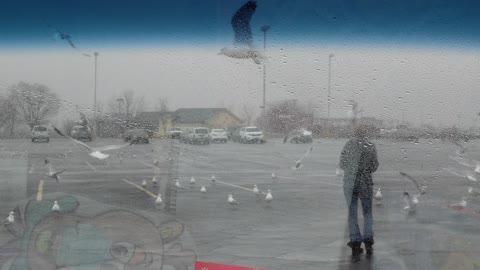 Confused Seagulls