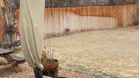 Spring snow storm in wonderful Colorado—the beginnings!