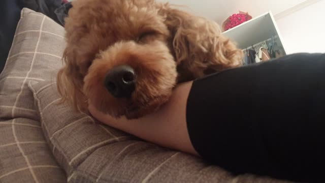 smile sleeping dog