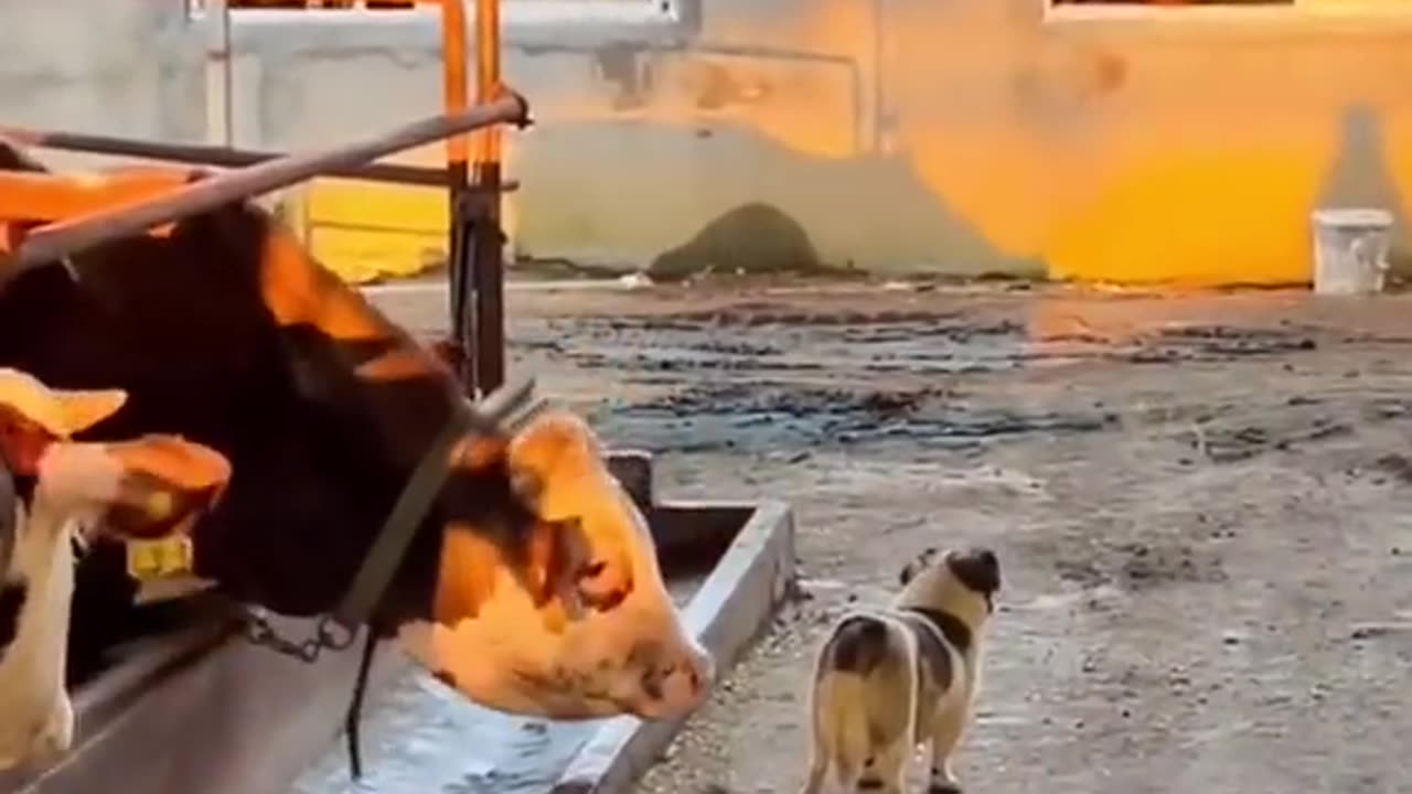 funniest Animals videos compilation best of 2023.#shorts #cat #dog #animals #pets #funny #viral