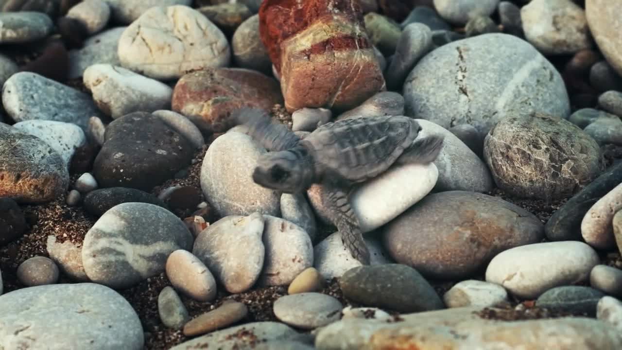 Baby turtle on beach. Macro of baby turtle crawling on stony seashore to ocean