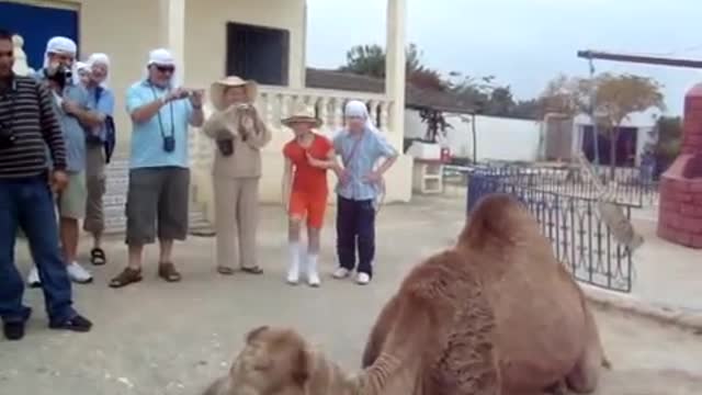 Watch Camel Drinking a Coke