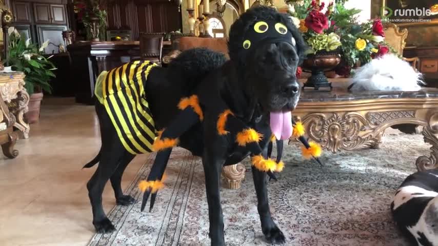 Great Dane models spider bumble bee Halloween costume