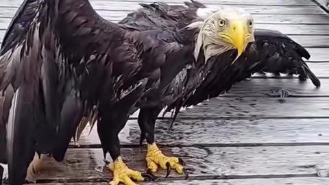 Bald eagle: “listen human, this never happened”