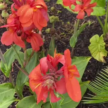 Colors of Canna Lilies