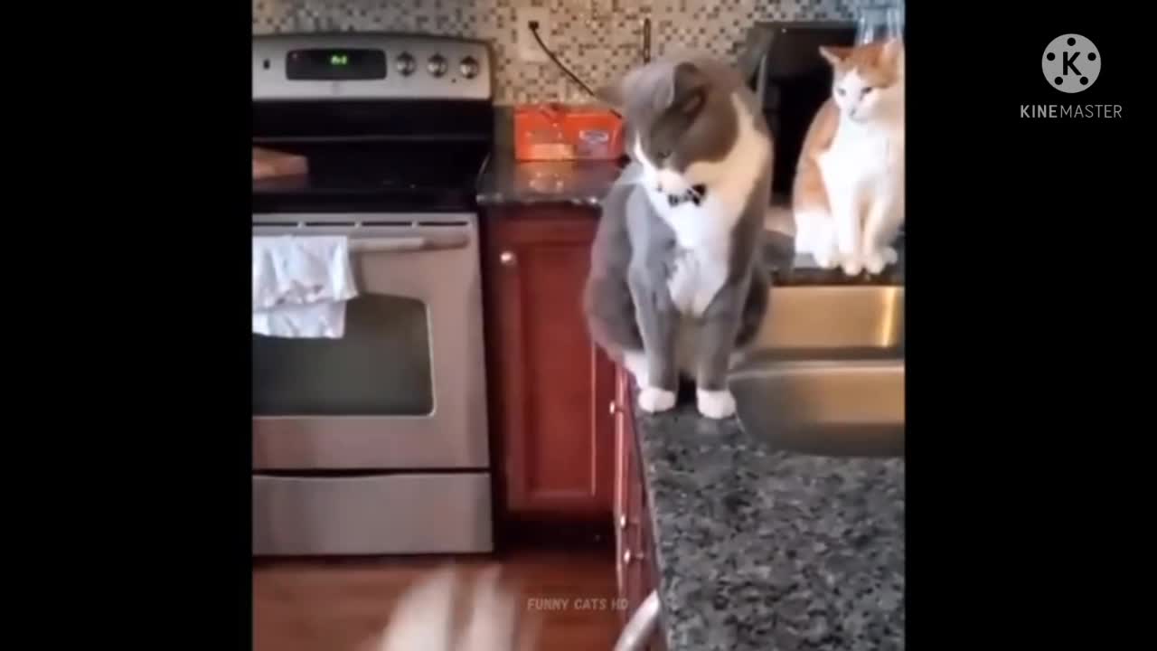 cat funny scene