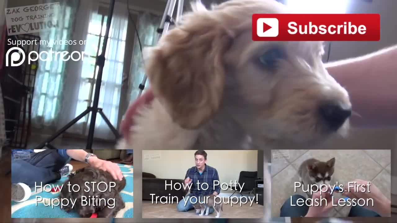 3 Easy Things to Teach your NEW PUPPY!