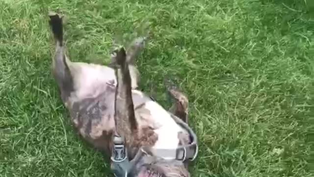 Black pug dragged by body collar on grass