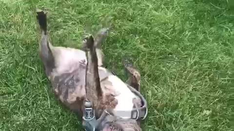 Black pug dragged by body collar on grass