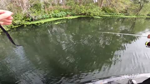 BED Fishing