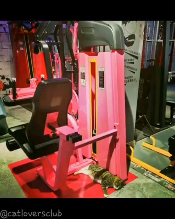 CUTE CAT BABY GYM