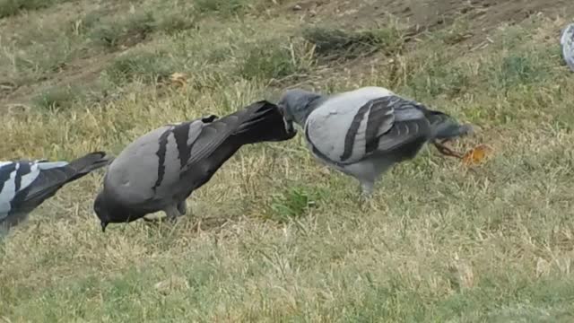 Pigeons in a beautiful setting