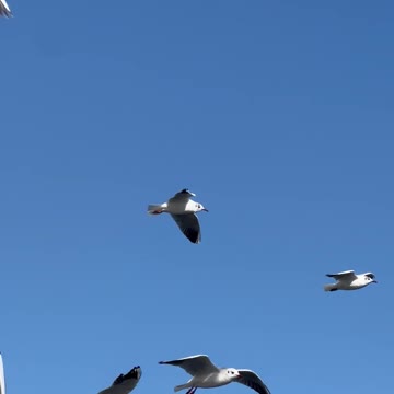Flying birds