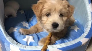 Cute puppy is eating a snack at home