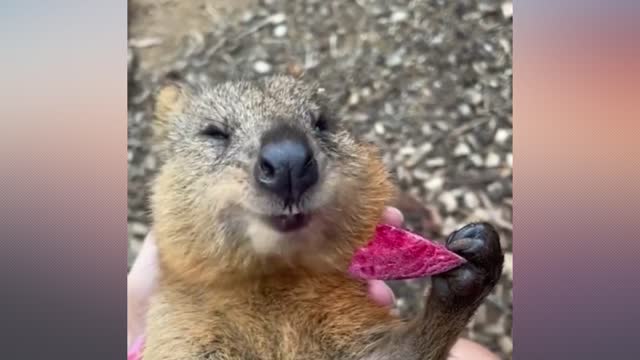 Quokka eating a beetroot..