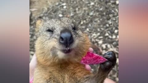 Quokka eating a beetroot..