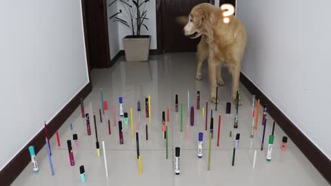 CAT vs DOG : Obstacle Challenge 2022