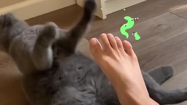 kitten falling with the smell of the foot