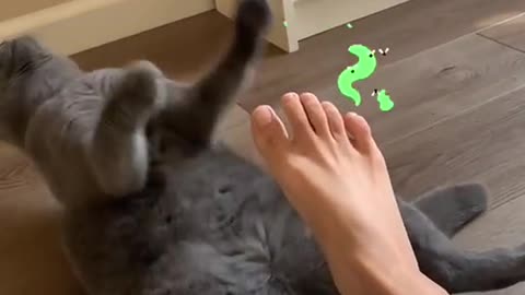 kitten falling with the smell of the foot