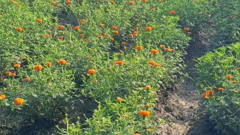 Marigold flower 🌺🌺