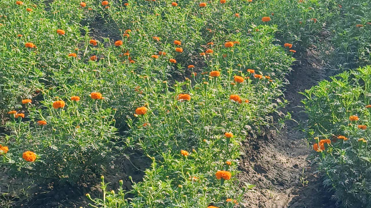 Marigold flower 🌺🌺