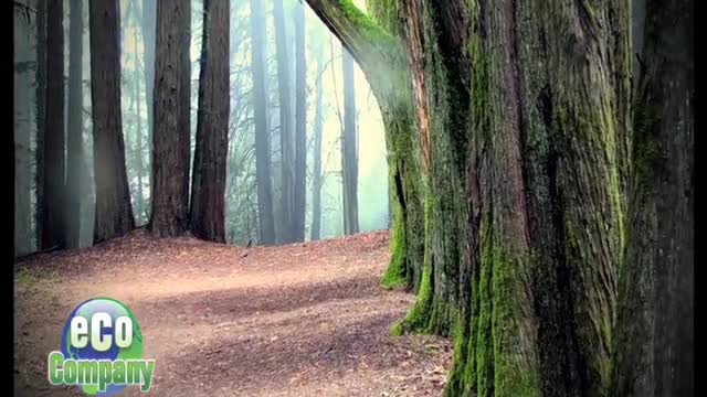 Redwoods & Climate