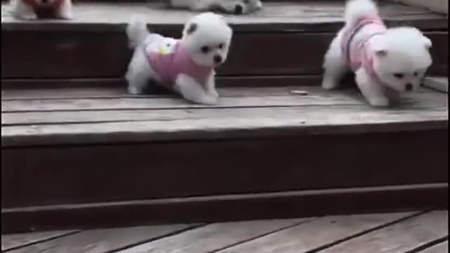 Cute small dog chill.