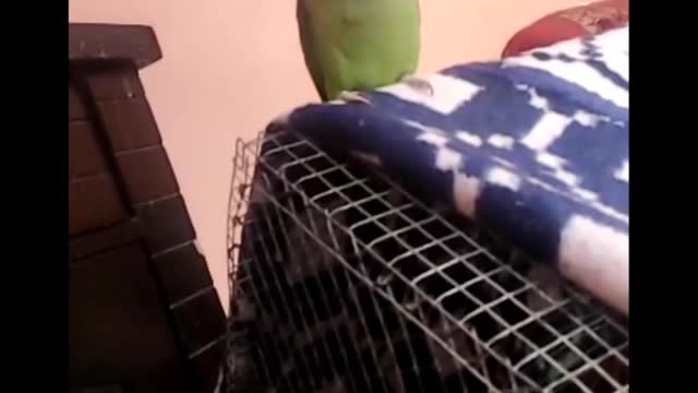 Talk with parrot