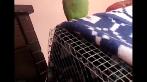 Talk with parrot