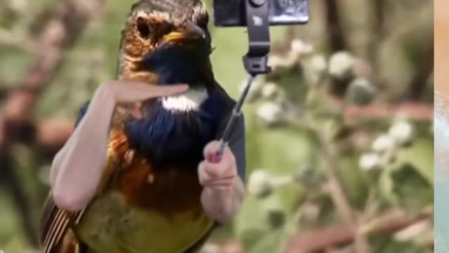 Funny birds with hands🤣