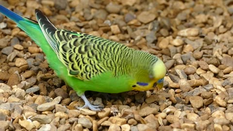 Budgerigar bird parrot