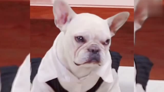 Cute Baby Funny Animal | funny Dogs Compilation | #shorts