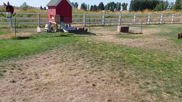 Getting Our Kitten Used to the Chickens