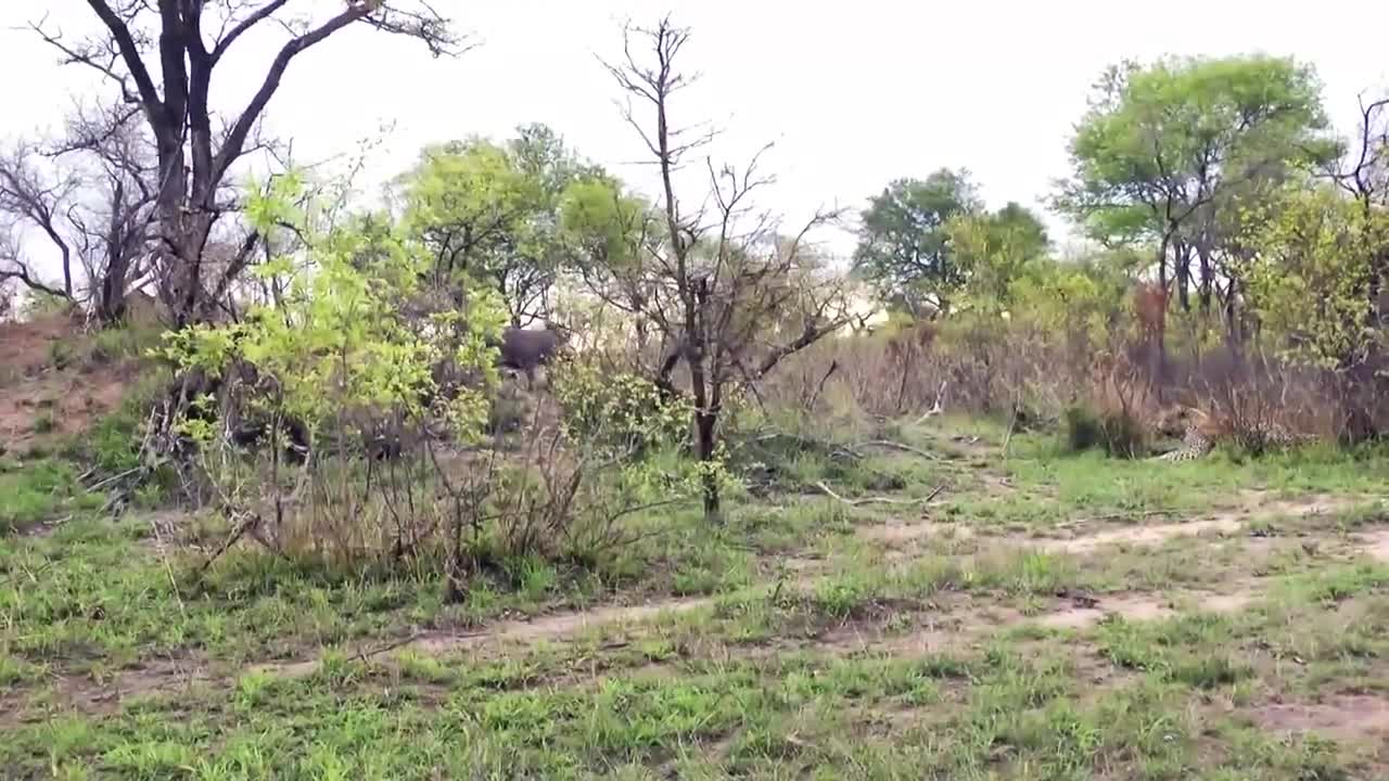 Warthog bump Lion who comes to catching Him.mp4