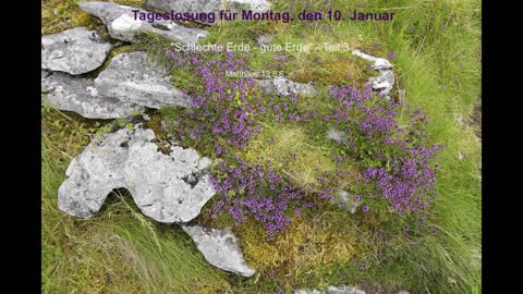 Tageslosung für Montag, den 10. Januar