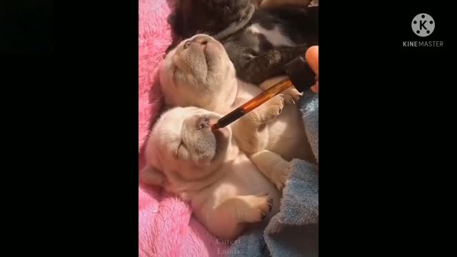 Dog & cutest baby puppy funny videos