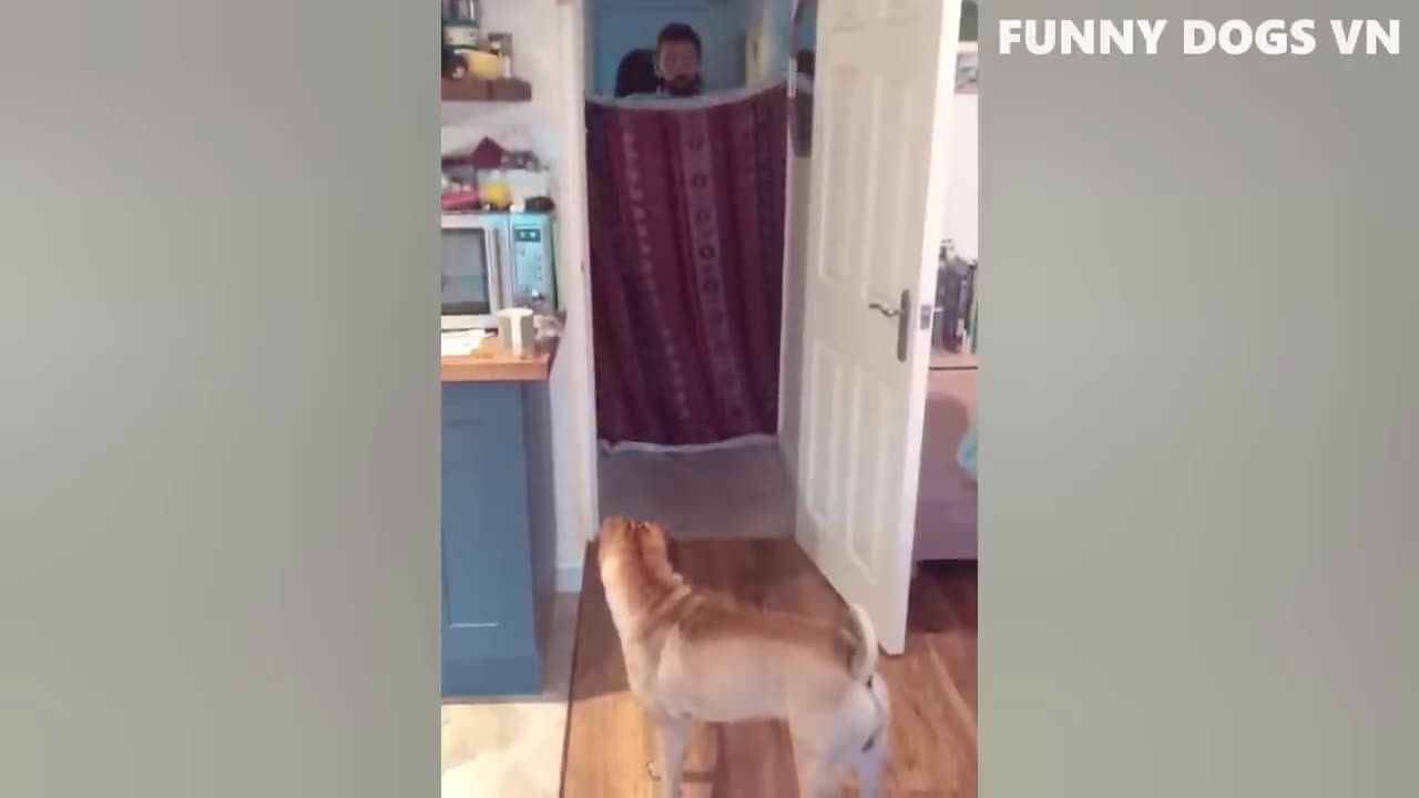 Funniest Animals Videos #2023 😍 Funniest Dogs And Cats 🐱🐶 #