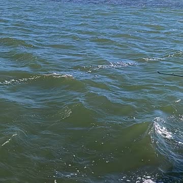 Dolphins and huge bunker pods