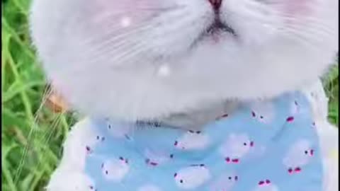 cute kitten stealing the whole sena