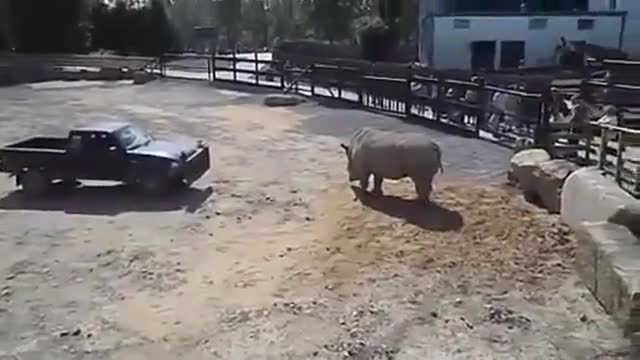 Rhino Vs Cars, incredible