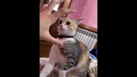 New Funny Animals 😂 Funniest Cats and Dogs Videos 😺🐶