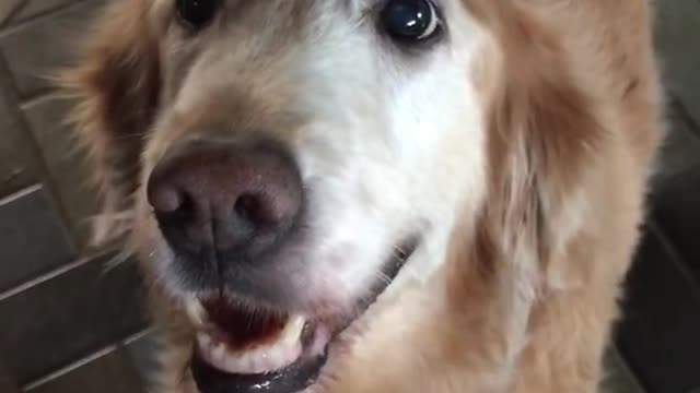 dog riect to cancer test