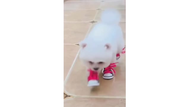 CUTE DOG WEAR SHOES FRIST TIME