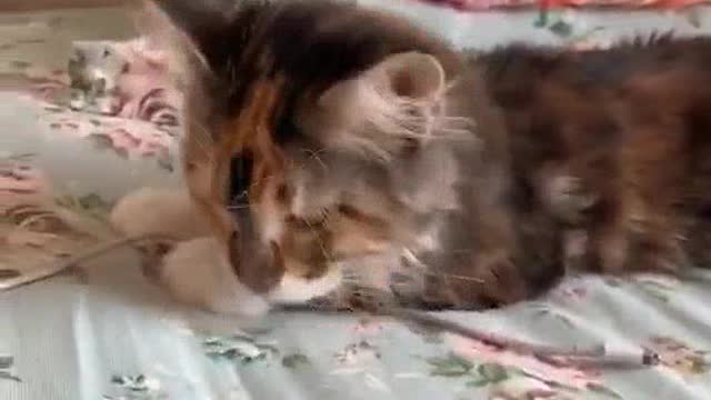 🐱Cat family fanny moment video