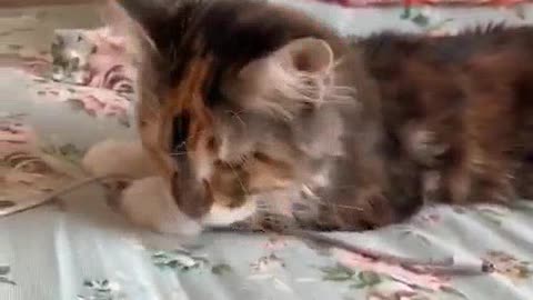 🐱Cat family fanny moment video