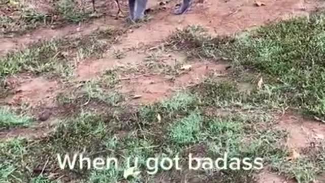 Mischievous ducks get into trouble!