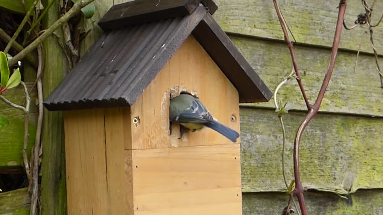 Smart Bird Making an Entrance Door