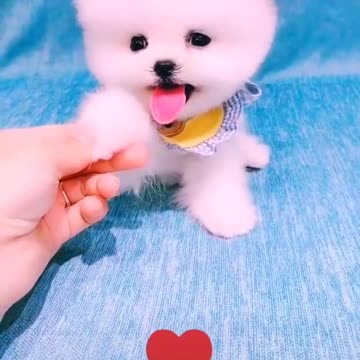 Baby dogs funny puppies and cute video. This is vary vary beautiful small dog