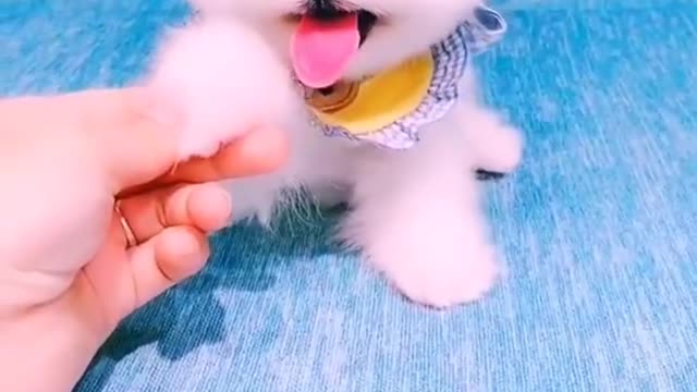 Baby dogs funny puppies and cute video. This is vary vary beautiful small dog