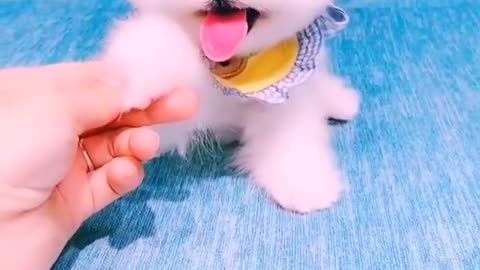 Baby dogs funny puppies and cute video. This is vary vary beautiful small dog